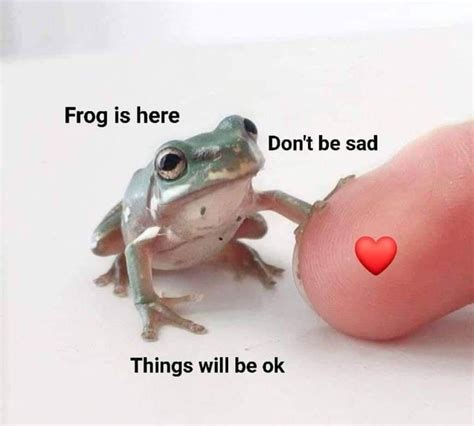 frogs meme|cute frog memes.